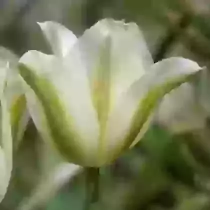 Spring Green